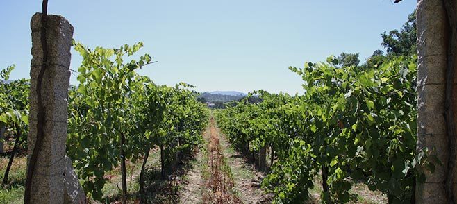 Druivenveld Portugal