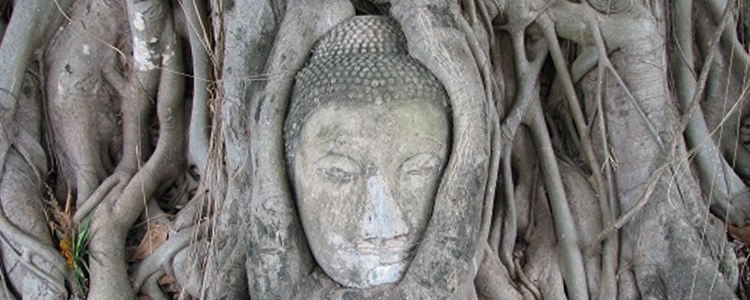 Wat Phra Mahathat, boeddha in een boom