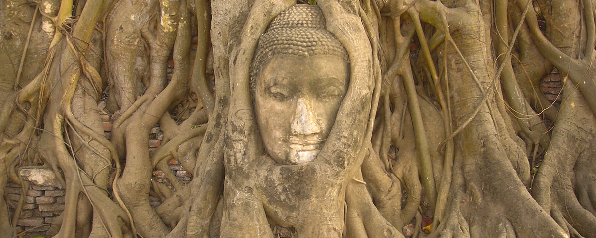 Boeddha hoofd bij Wat Mahathat 