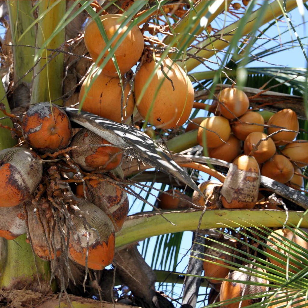 King coconut aan de palmboom