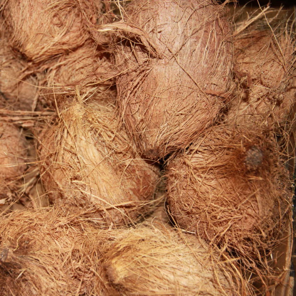 Kokosnoten