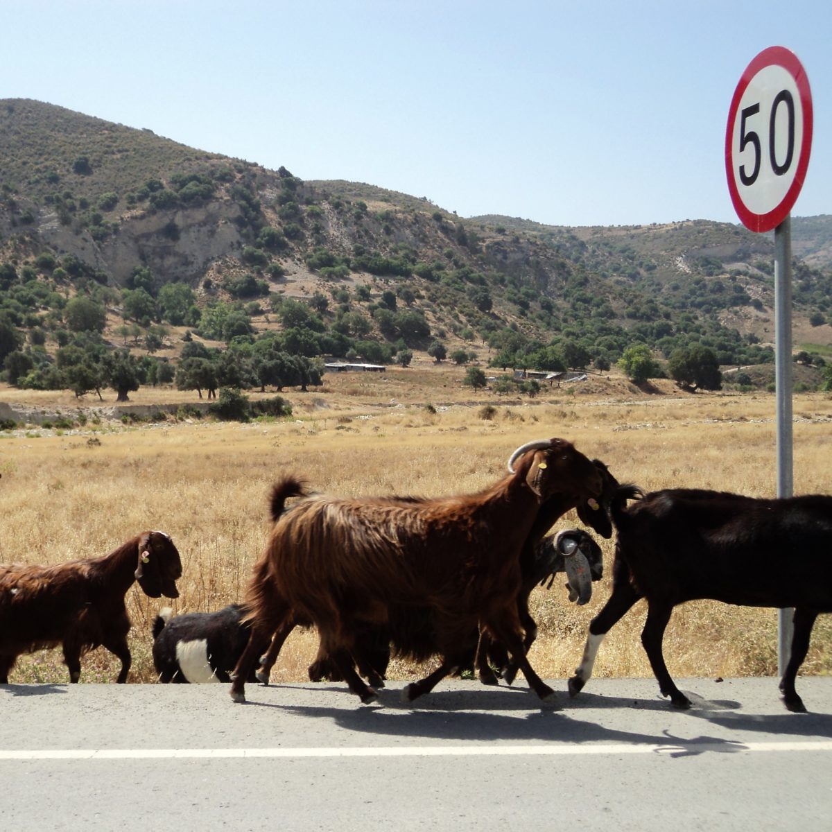 Dieren op de weg tijdens roadtrip Cyprus