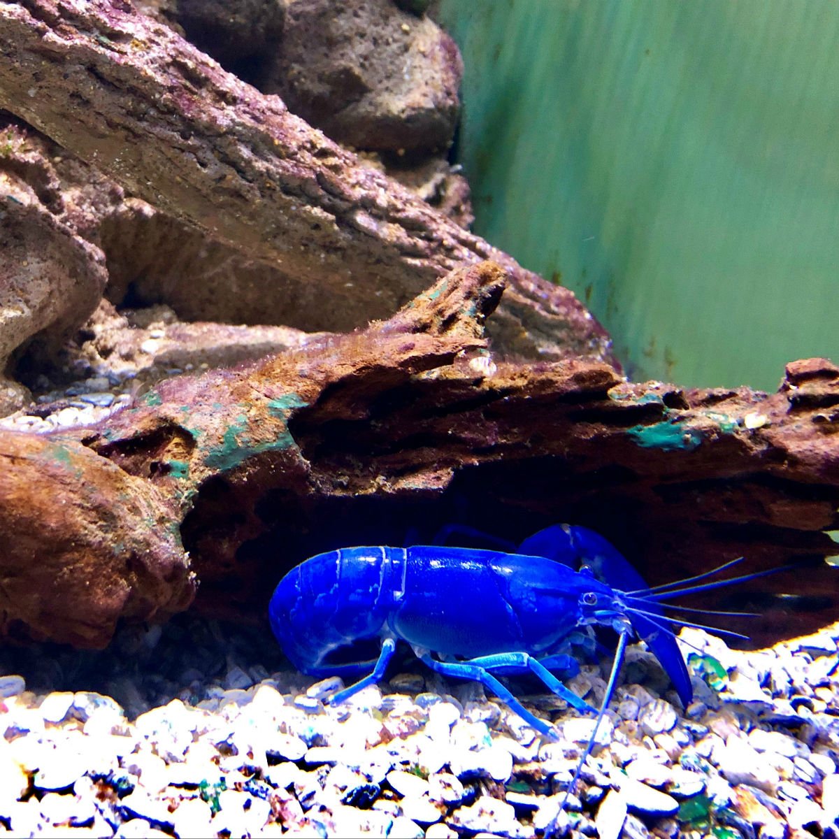 Blauwe garnaal in aquarium Cairns