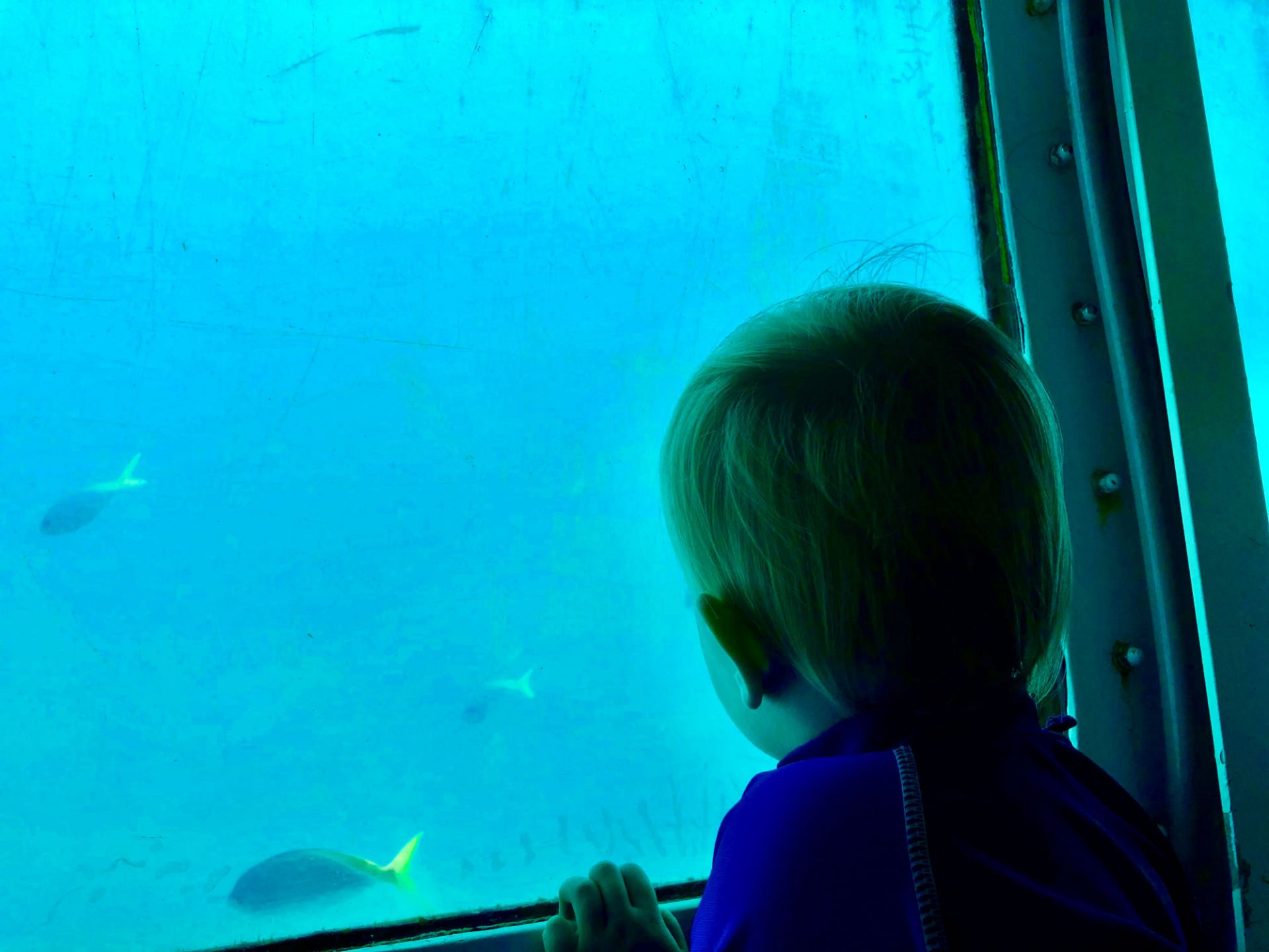 Visje kijken in het aquarium vanuit de semi-sub