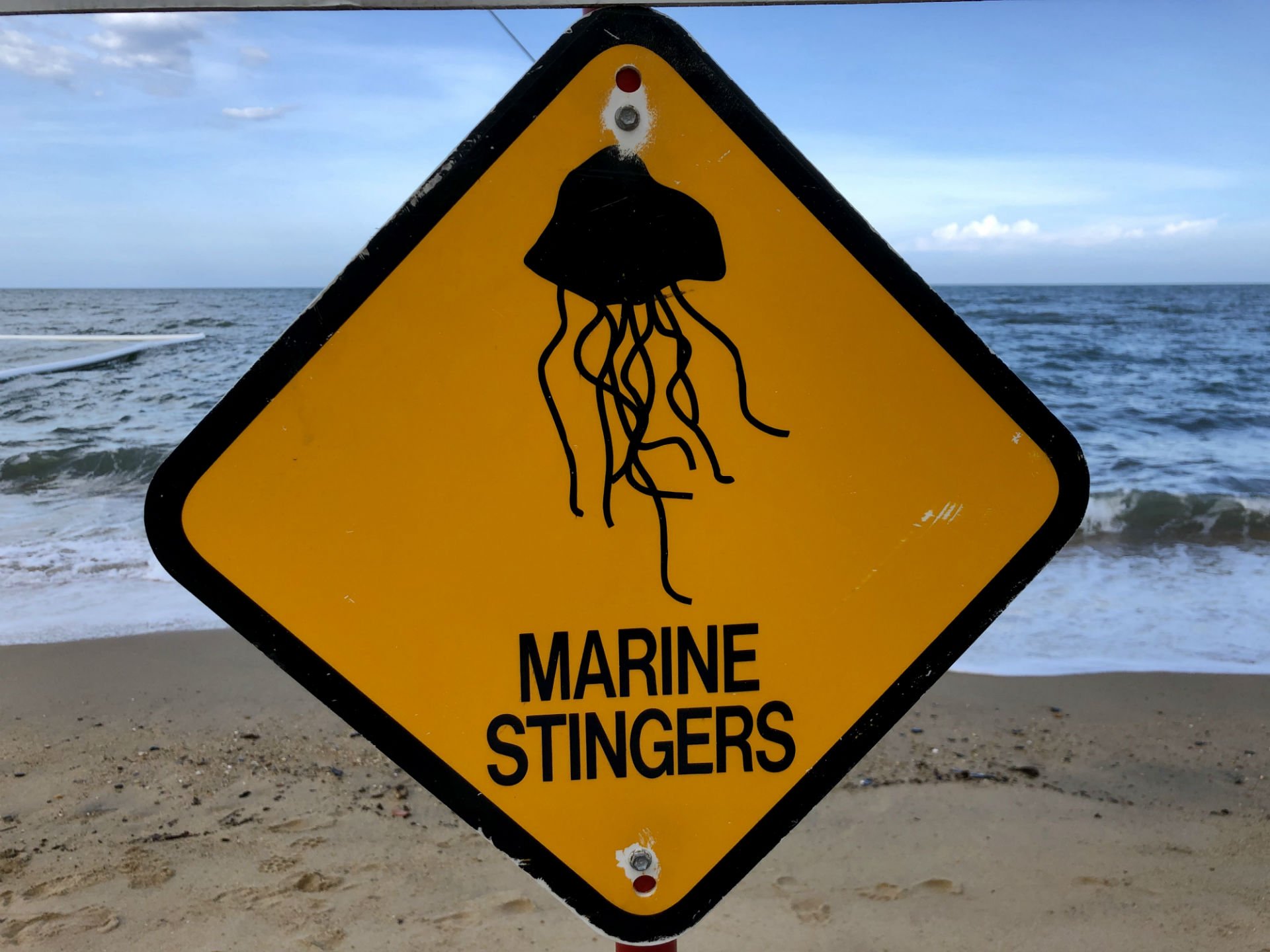 Waarschuwing levensgevaarlijke marine stinger
