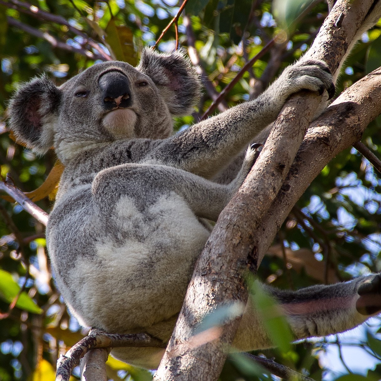 Waar kun je koala zien in Australië
