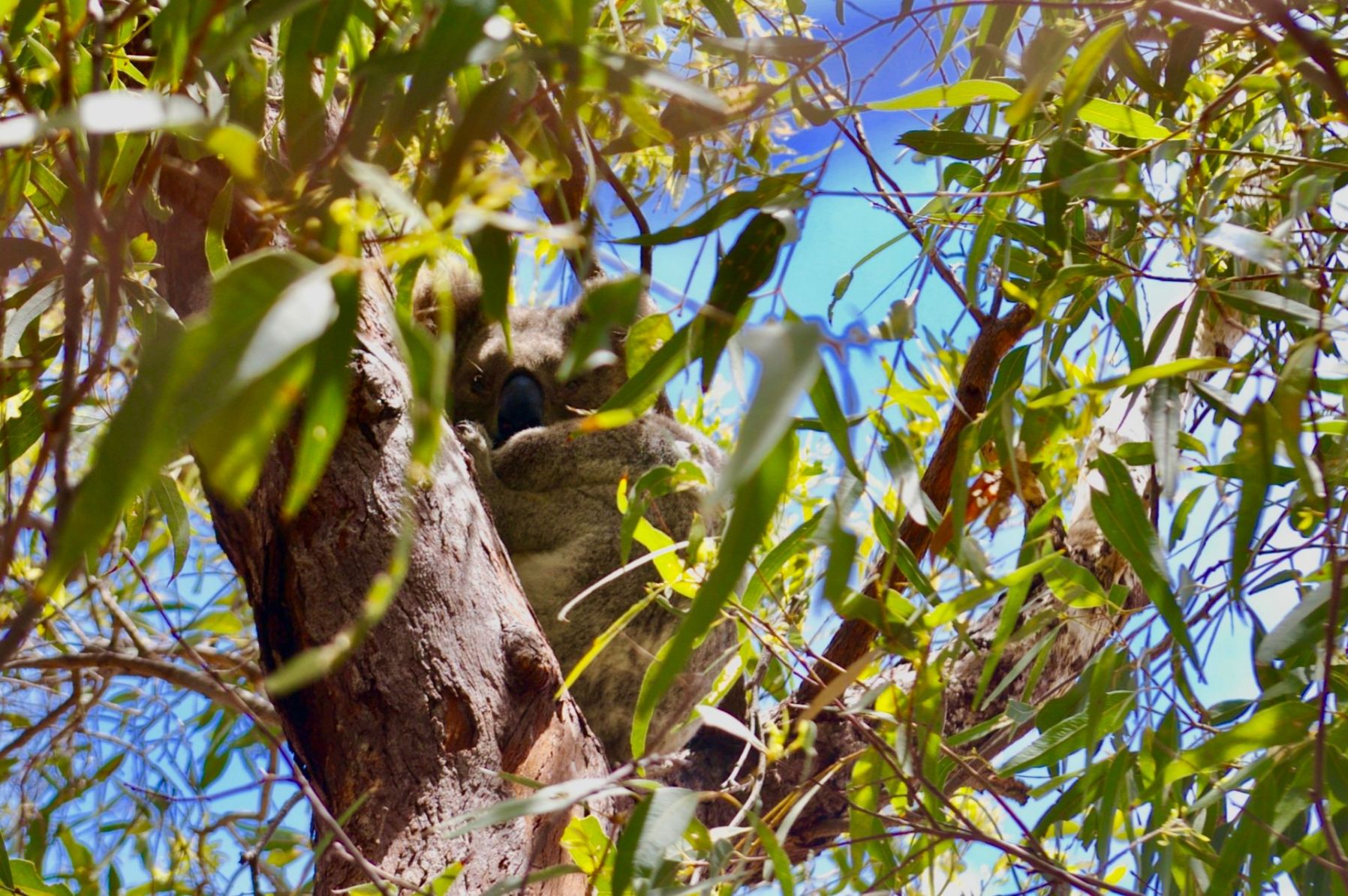 Koala op Magnetic Island