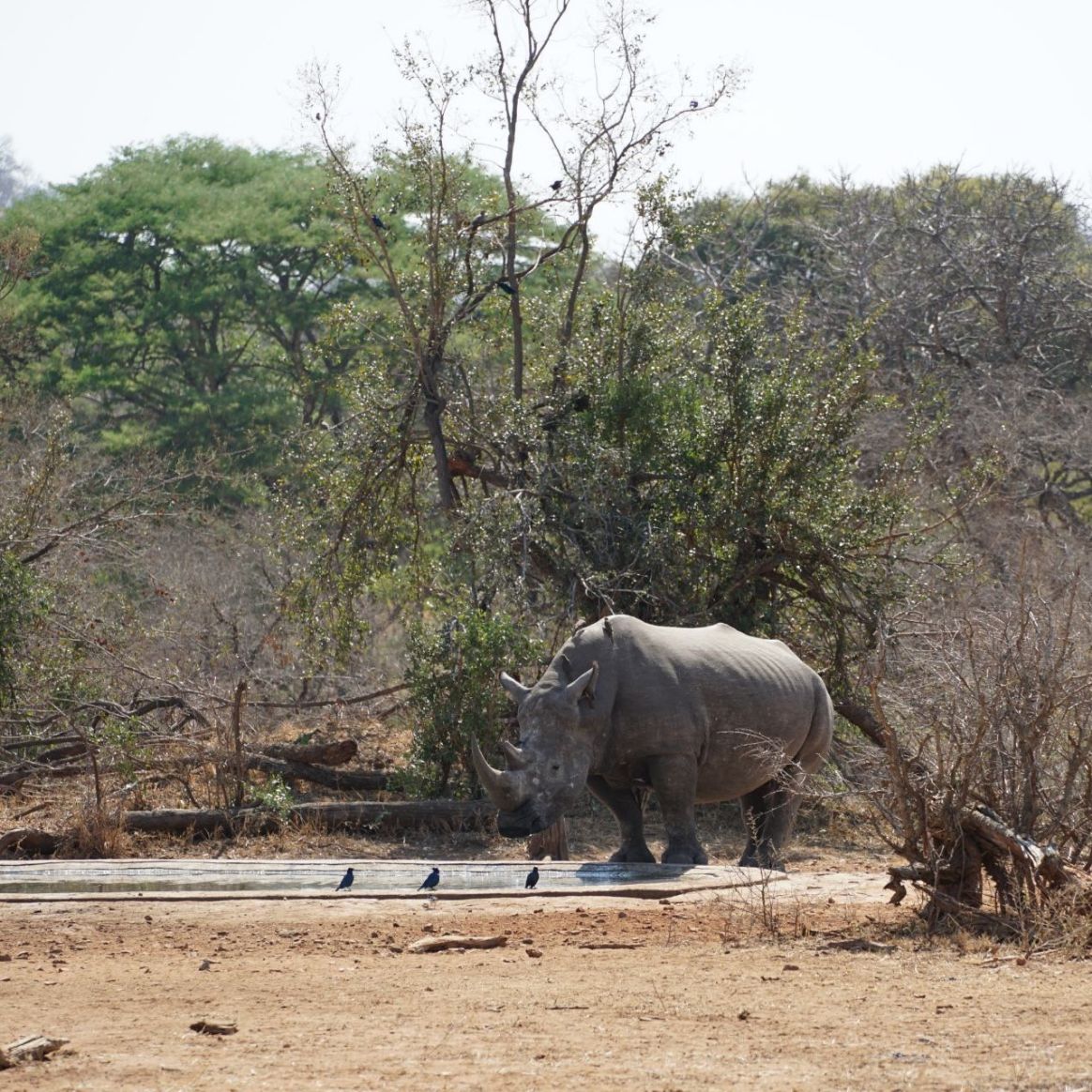 Kruger Park safari met kind